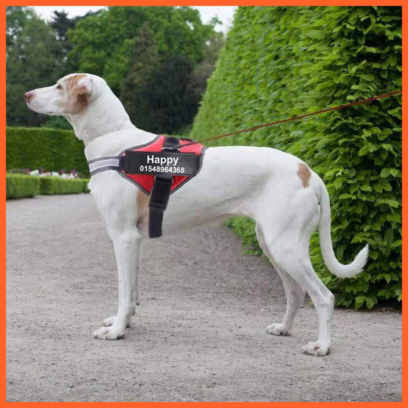 Personalised Custom Dog Harness | Dog Collar Name Safe Dog Harness | whatagift.com.au.